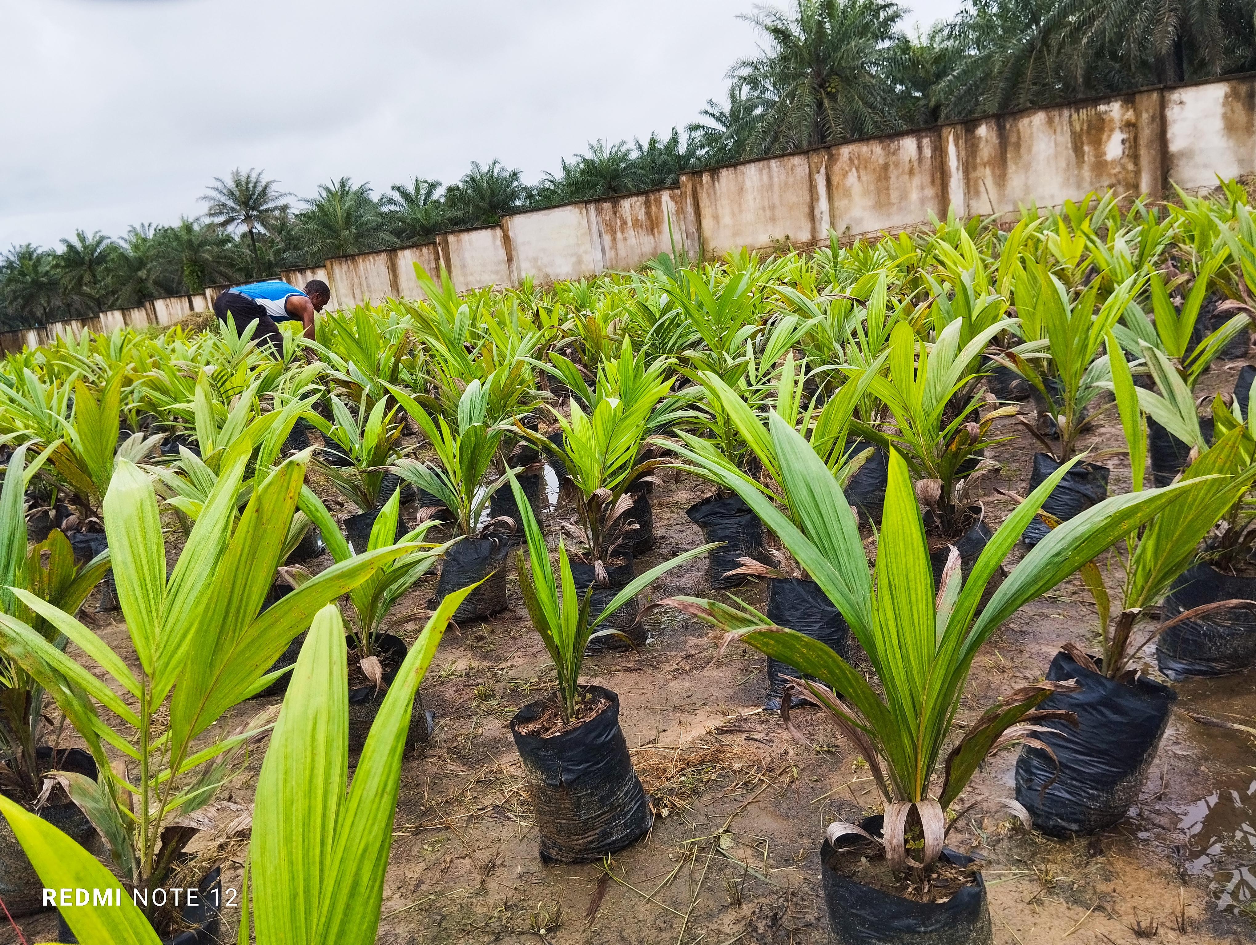 Dakkada Global Oil Palm Ltd