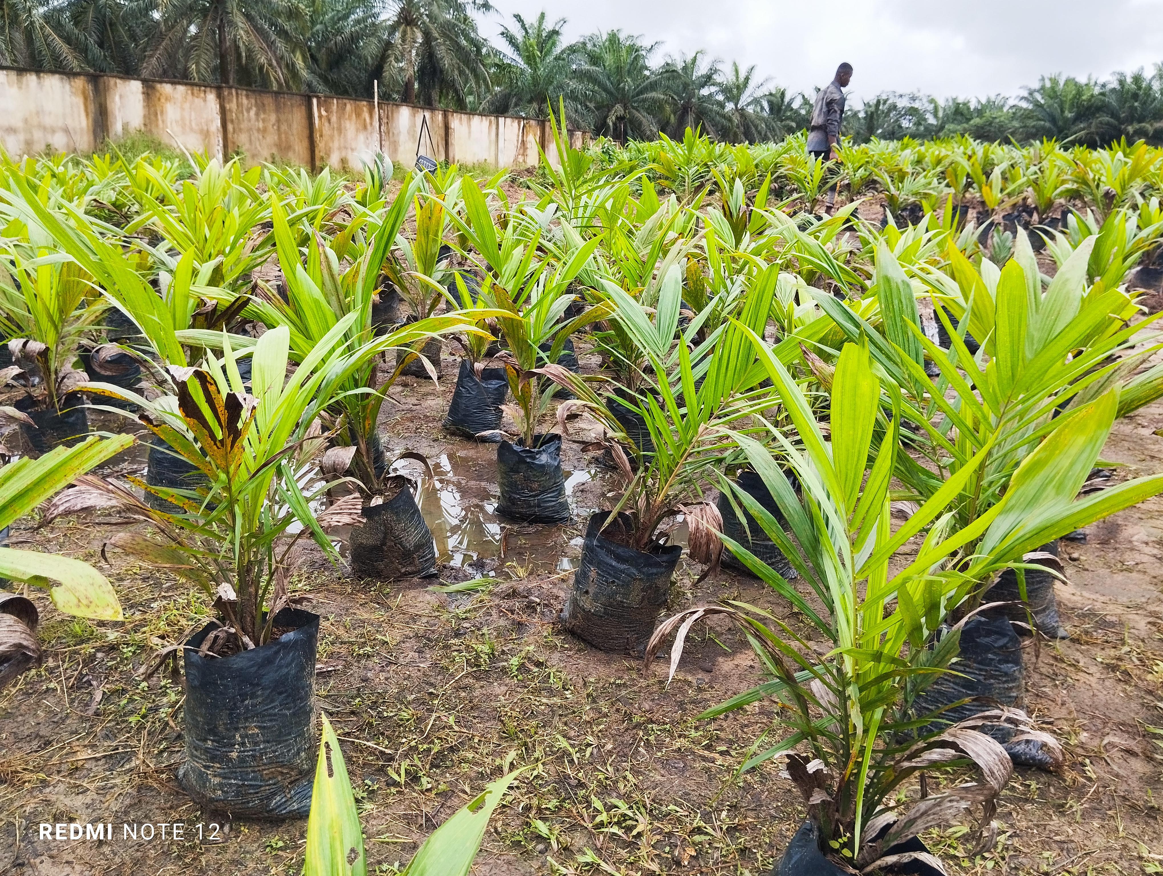 Dakkada Global Oil Palm Ltd