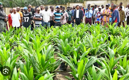 Dakkada Global Oil Palm Ltd